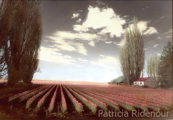 Patricia Ridenour_Tulip field_Hand painted photograph